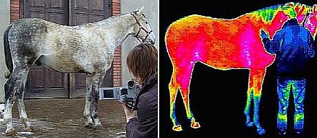 Badania termowizyjne w diagnostyce weterynaryjnej koni